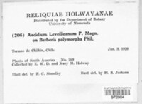 Aecidium leveilleanum image
